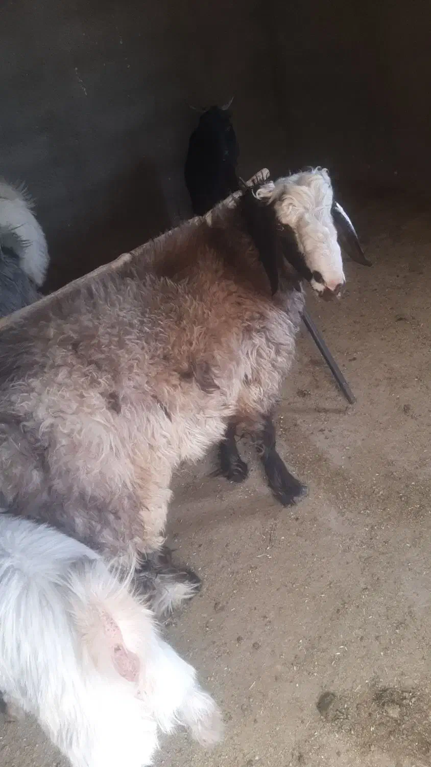 بز چاق تخت بره چاق تخت|حیوانات مزرعه|مرودشت, ده بید|دیوار