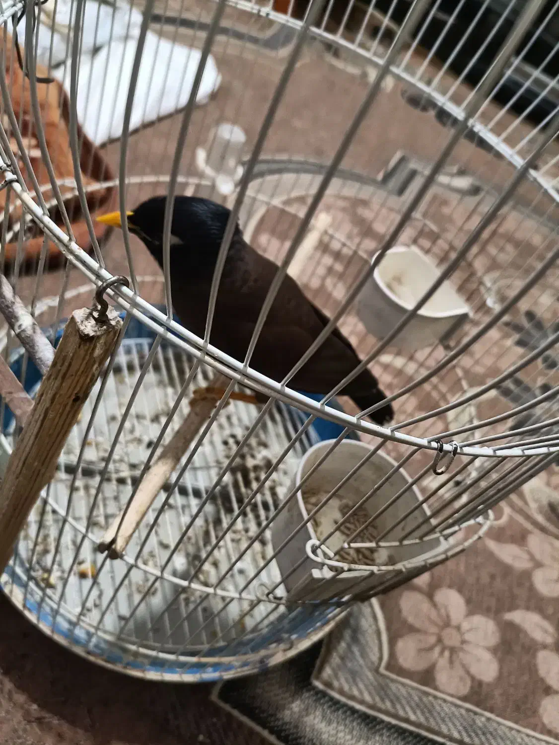 مینا|پرنده|شیراز, کوشک میدان|دیوار