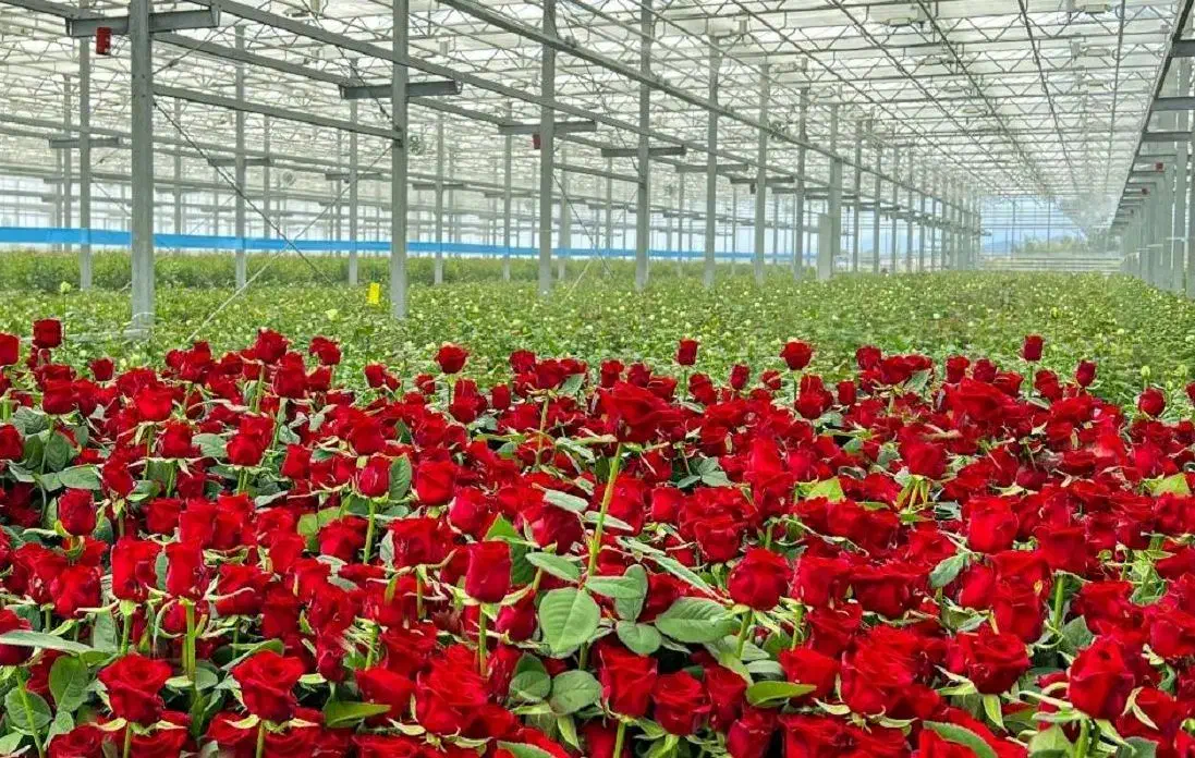 زیر قیمت/گلخانه استخر ویلا/با سند جواز/تهاتر|فروش دفتر صنعتی، کشاورزی، تجاری|رباط‌کریم, منجیل آباد|دیوار