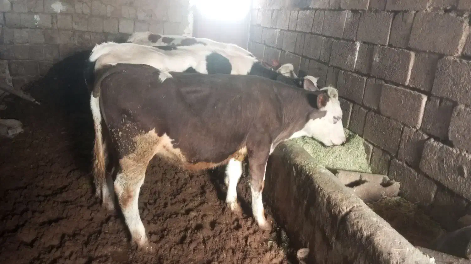گوساله ماده|حیوانات مزرعه|حسین آباد, |دیوار