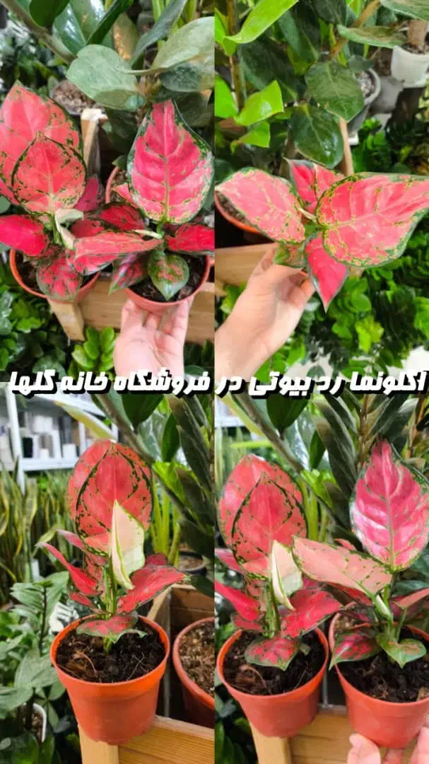 آگلونما صورتی مخصوص هدیه روز مادر|گل و گیاه طبیعی|بندرعباس, |دیوار