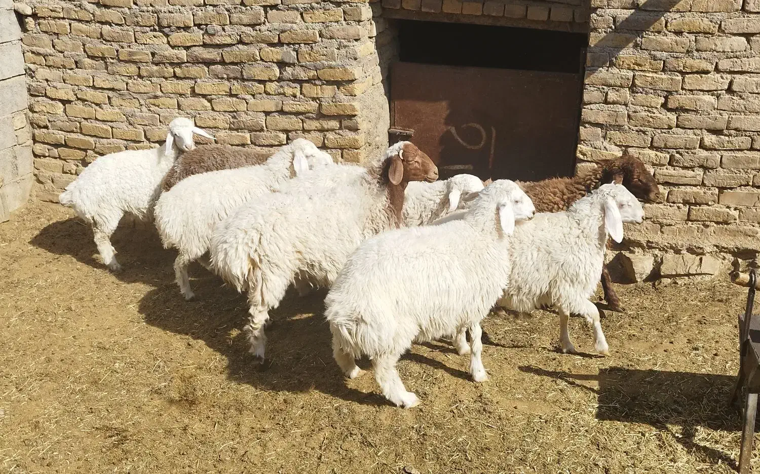 بره|حیوانات مزرعه|کاخک, |دیوار