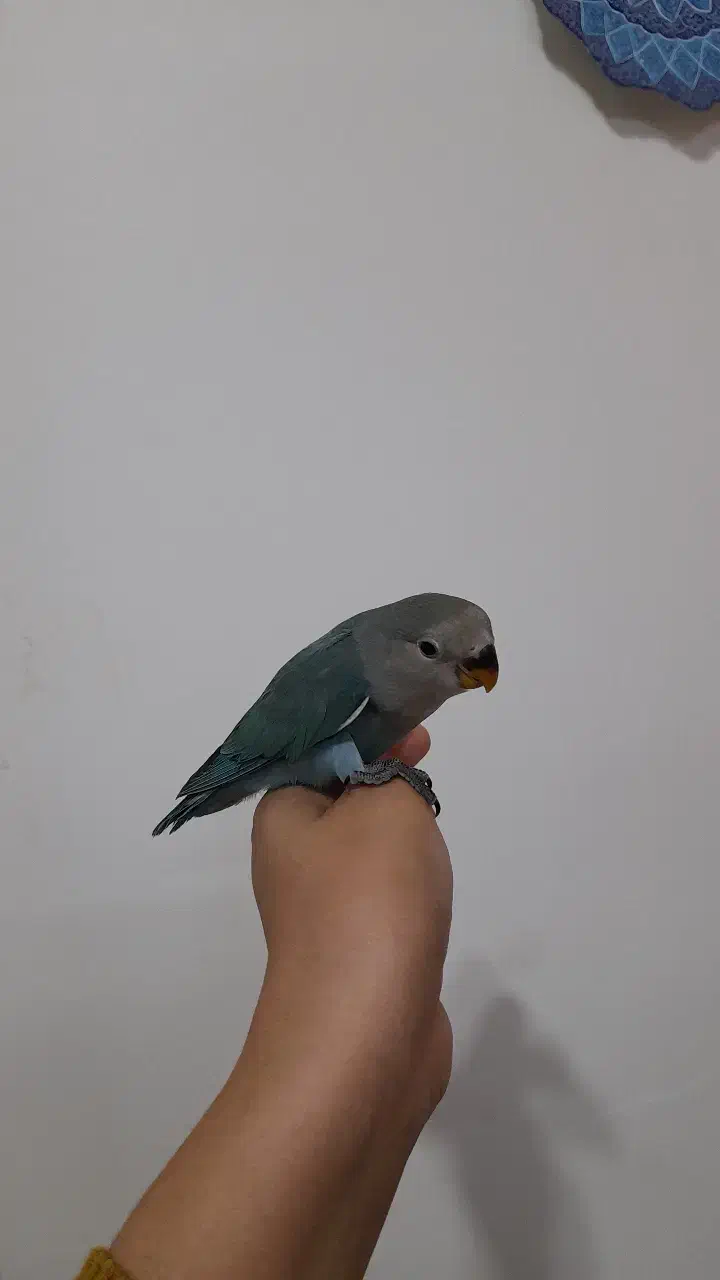 کوتوله برزیلی|پرنده|خمینی‌شهر, |دیوار