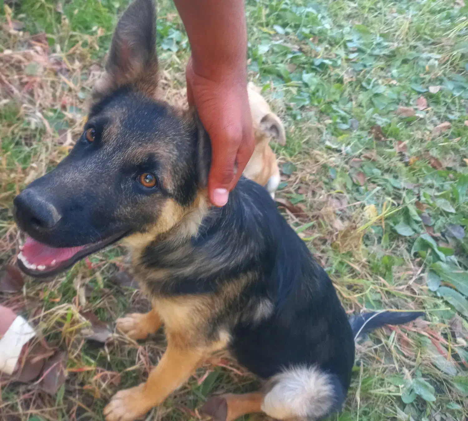 سگ نژاد ژرمن شپرد|سگ|گلمکان, |دیوار