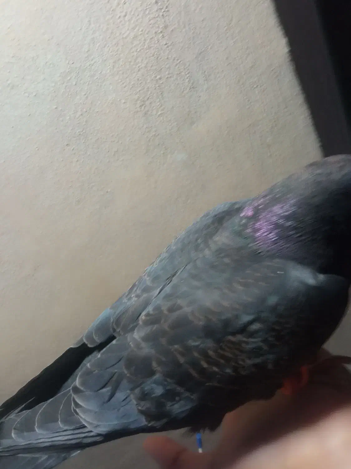 اشیا|حیوانات|سبزوار, قلعه‌نو دهزار|دیوار