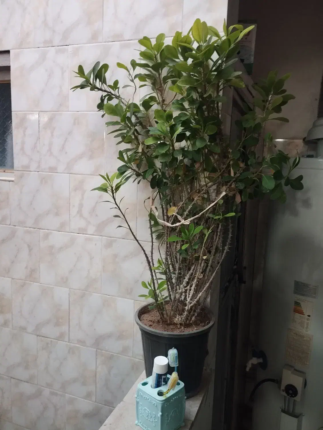 فروش گل|گل و گیاه طبیعی|بیستون, |دیوار