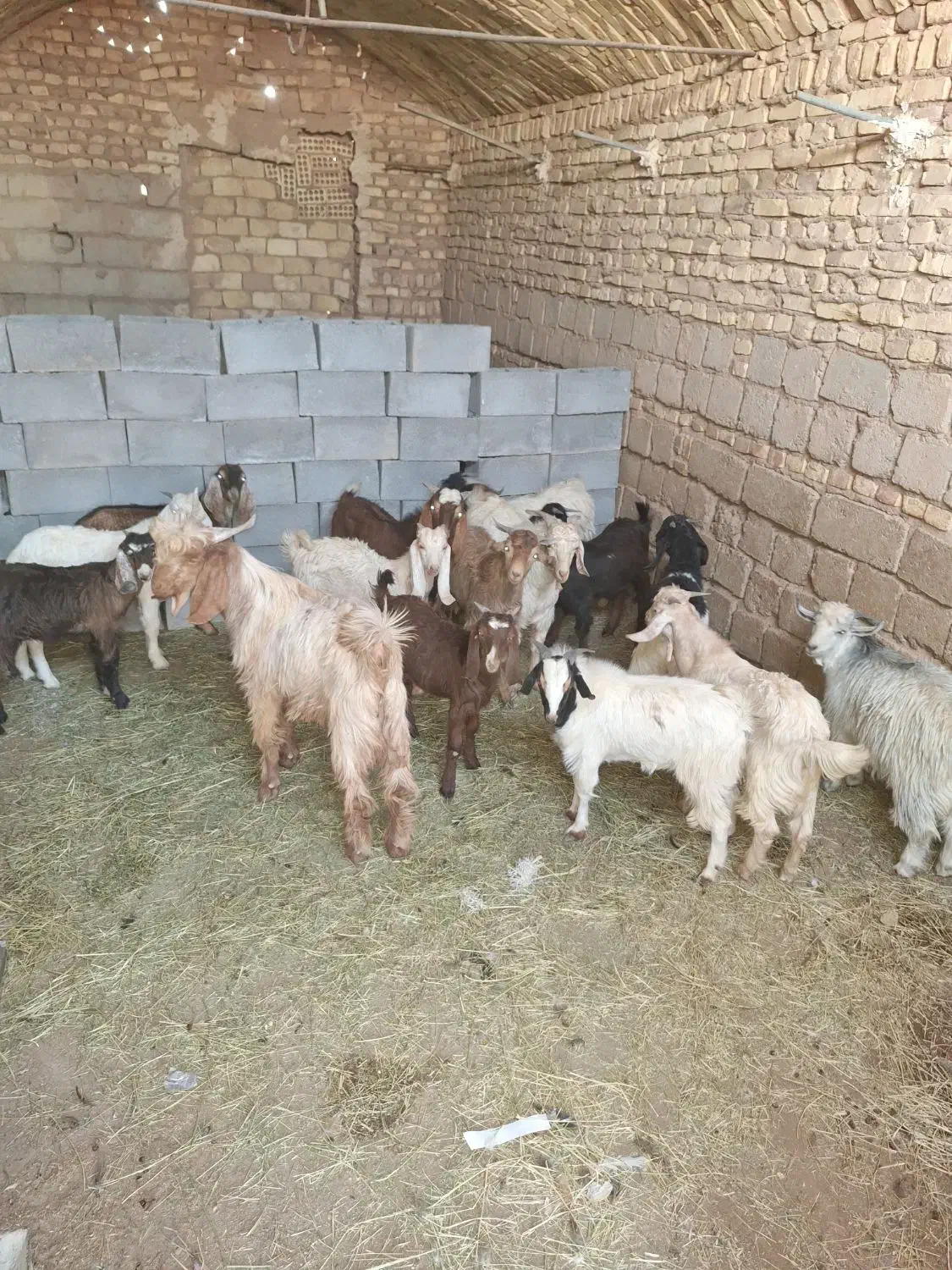 بزوکره|حیوانات مزرعه|مهریز, |دیوار