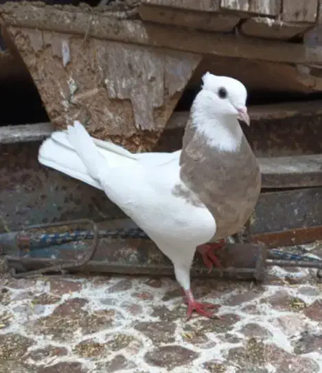 طوقی|پرنده|هندیجان, |دیوار