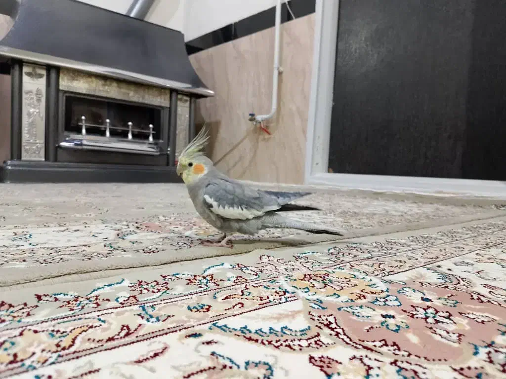 پرنده|پرنده|مریوان, |دیوار