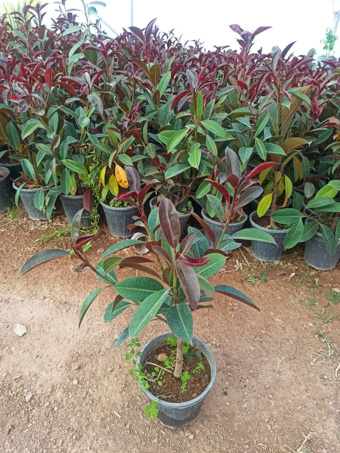 گل آپارتمانی قیمت 50|گل و گیاه طبیعی|محلات, |دیوار