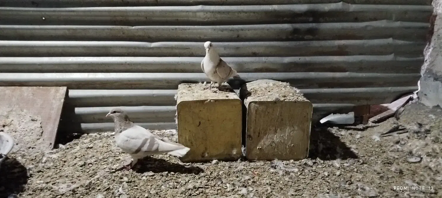 کفتر شهری ومخمل سرور|پرنده|شیراز, کوشک میدان|دیوار