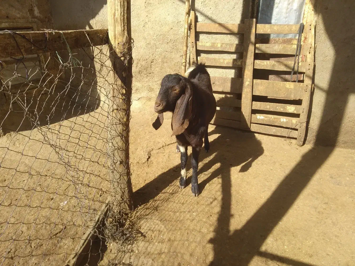 حیوانات|حیوانات مزرعه|تویسرکان, |دیوار