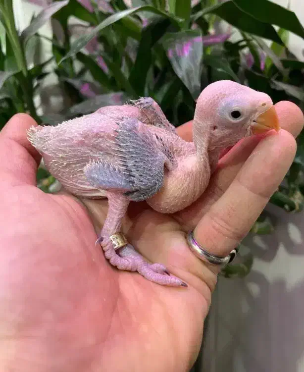 فروش جوجه ملنگو، گرینچیک و جفت شاهطوطی مولد|پرنده|رفسنجان, |دیوار