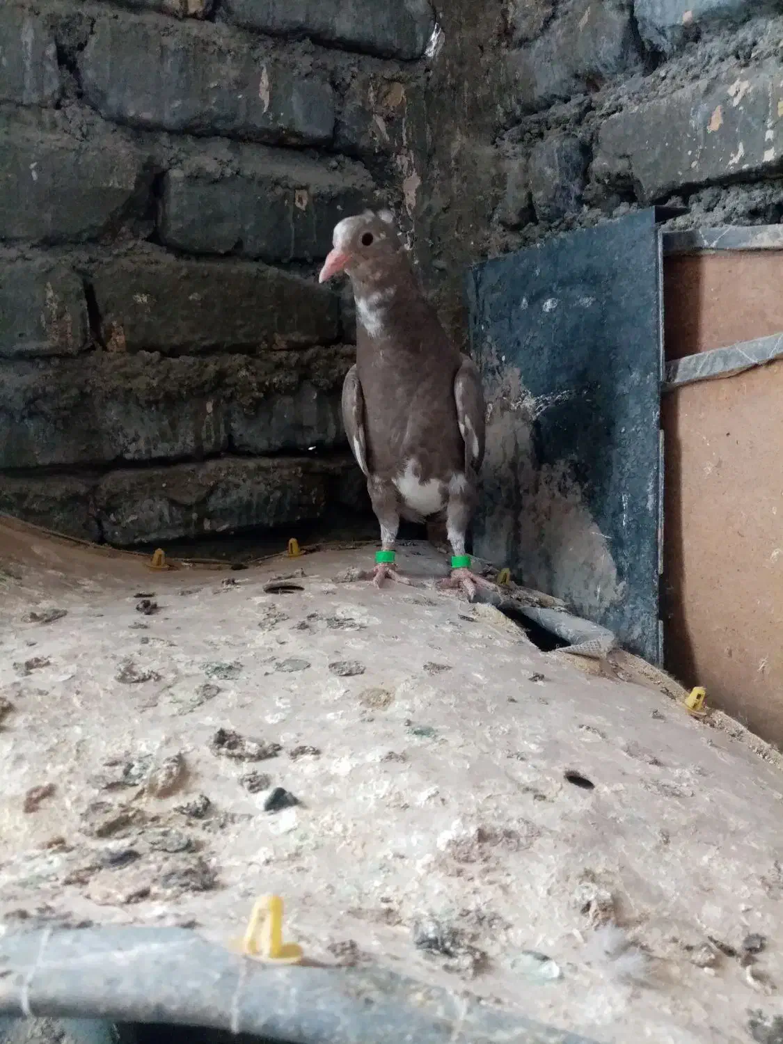 کفتر رنگی عروسک ذات درست|پرنده|تربتحیدریه, پایانه مسافربری تربت حیدریه|دیوار