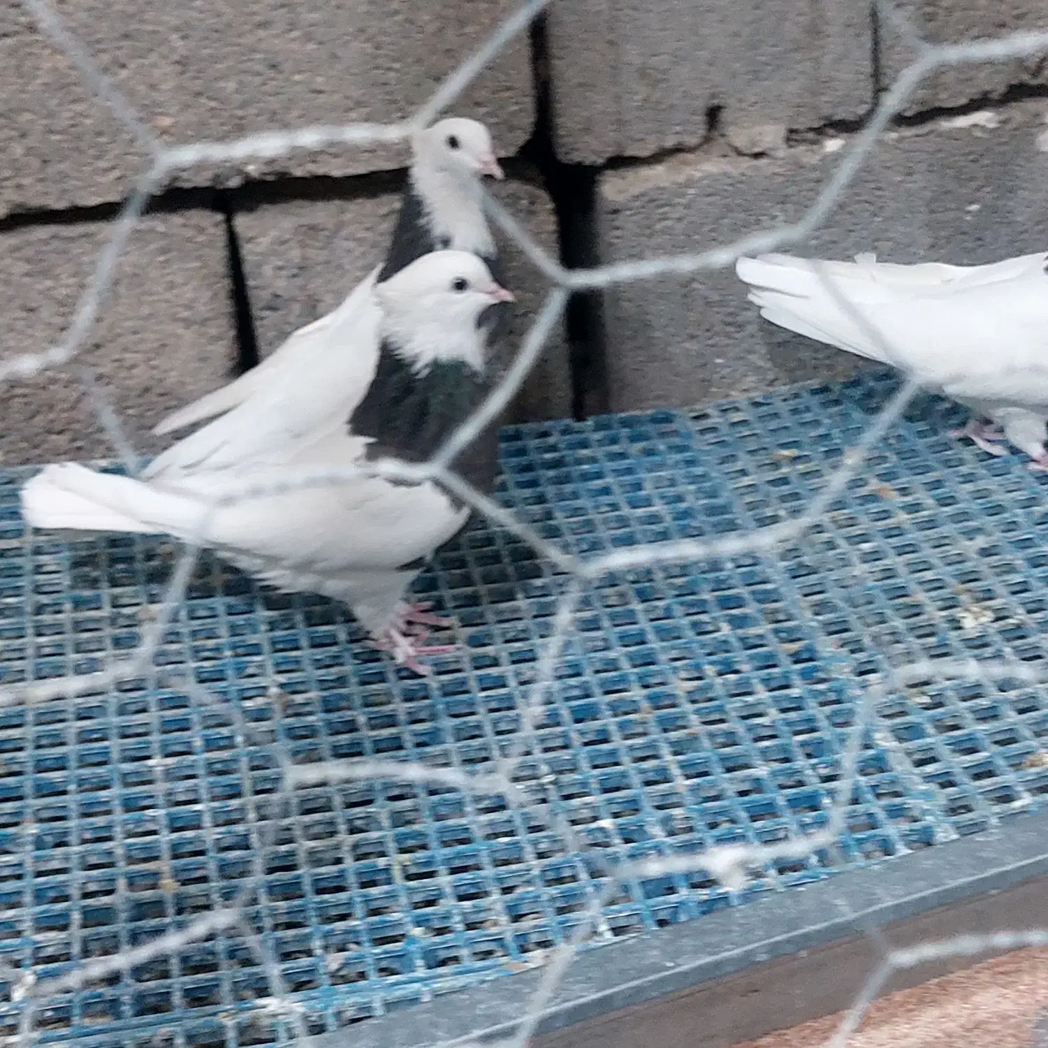 ۶ عدد ماده طوقی ودم سفید|پرنده|ابرکوه, |دیوار