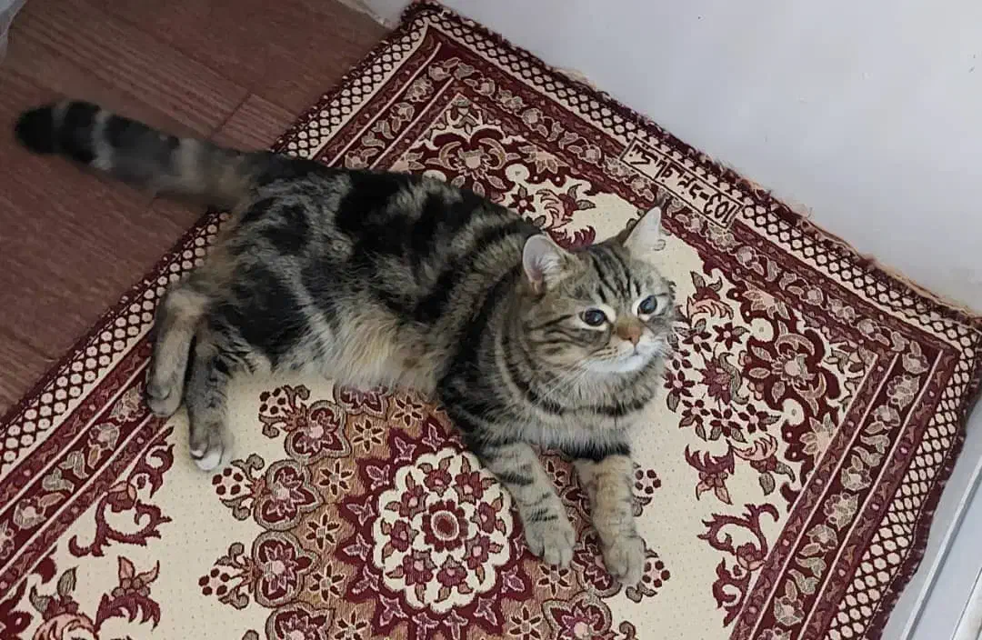 گربه میکس اسکاتیش پرشین|گربه|خوی, |دیوار