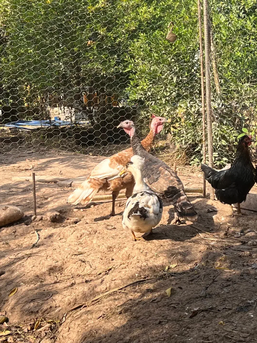 بوقلمون و اردک|حیوانات مزرعه|دزفول, |دیوار