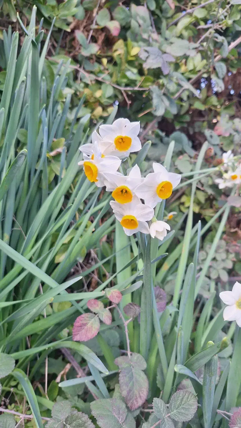 گل نرگس شهلا|گل مصنوعی|دوگنبدان, |دیوار