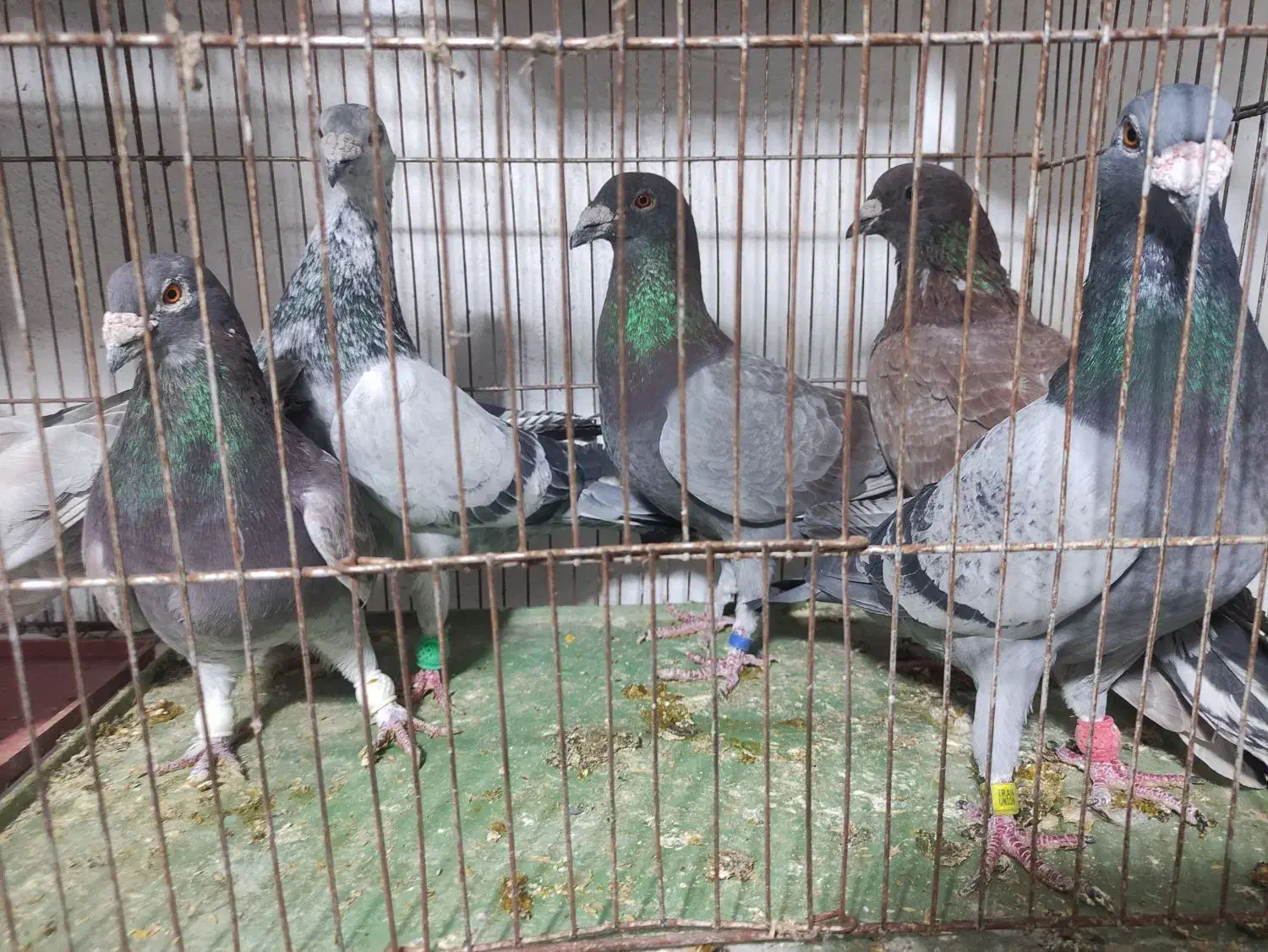 کفتر پلاکی تیر|پرنده|کوه چنار, |دیوار