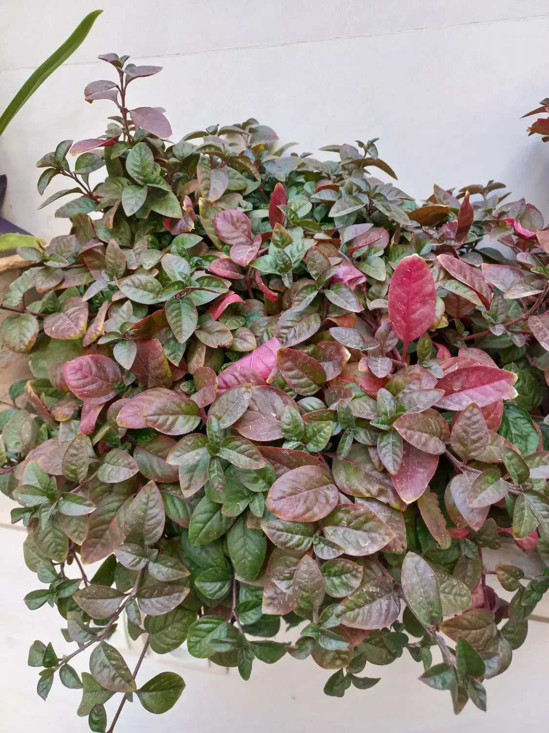 گلهای سرحال و شاداب|گل و گیاه طبیعی|بناب, |دیوار