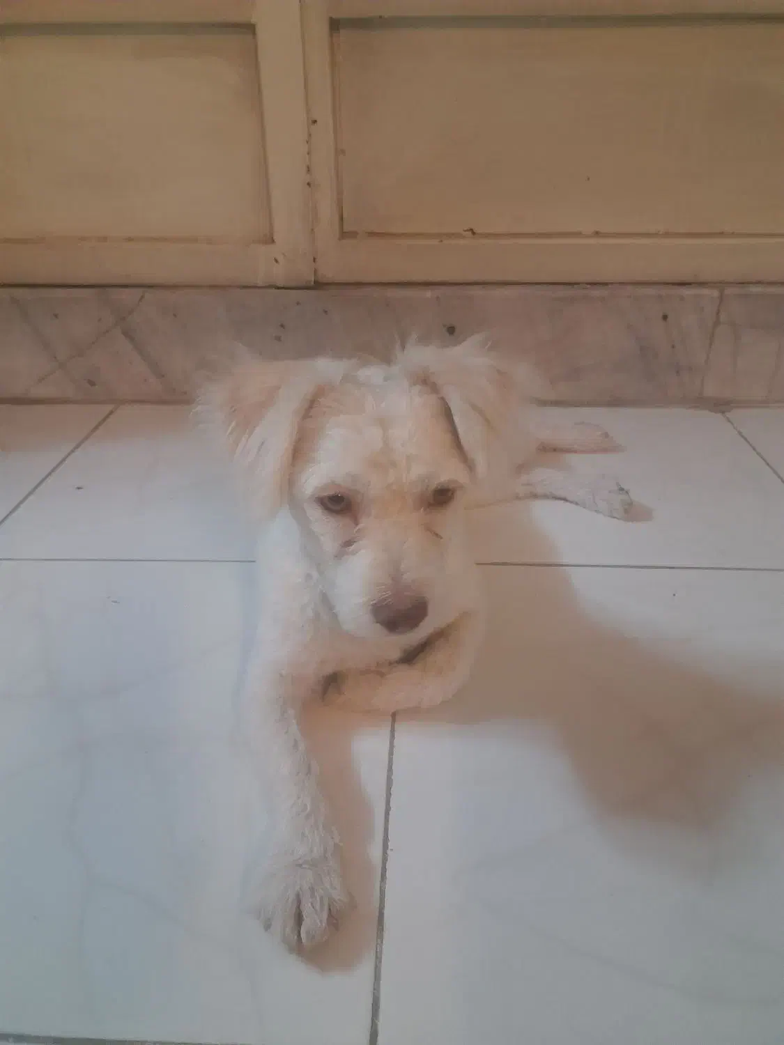 واگذاری|سگ|اصفهان, اشکاوند|دیوار