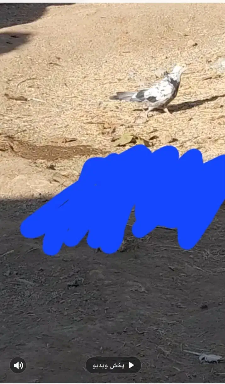 گمشده|حیوانات|تویسرکان, |دیوار