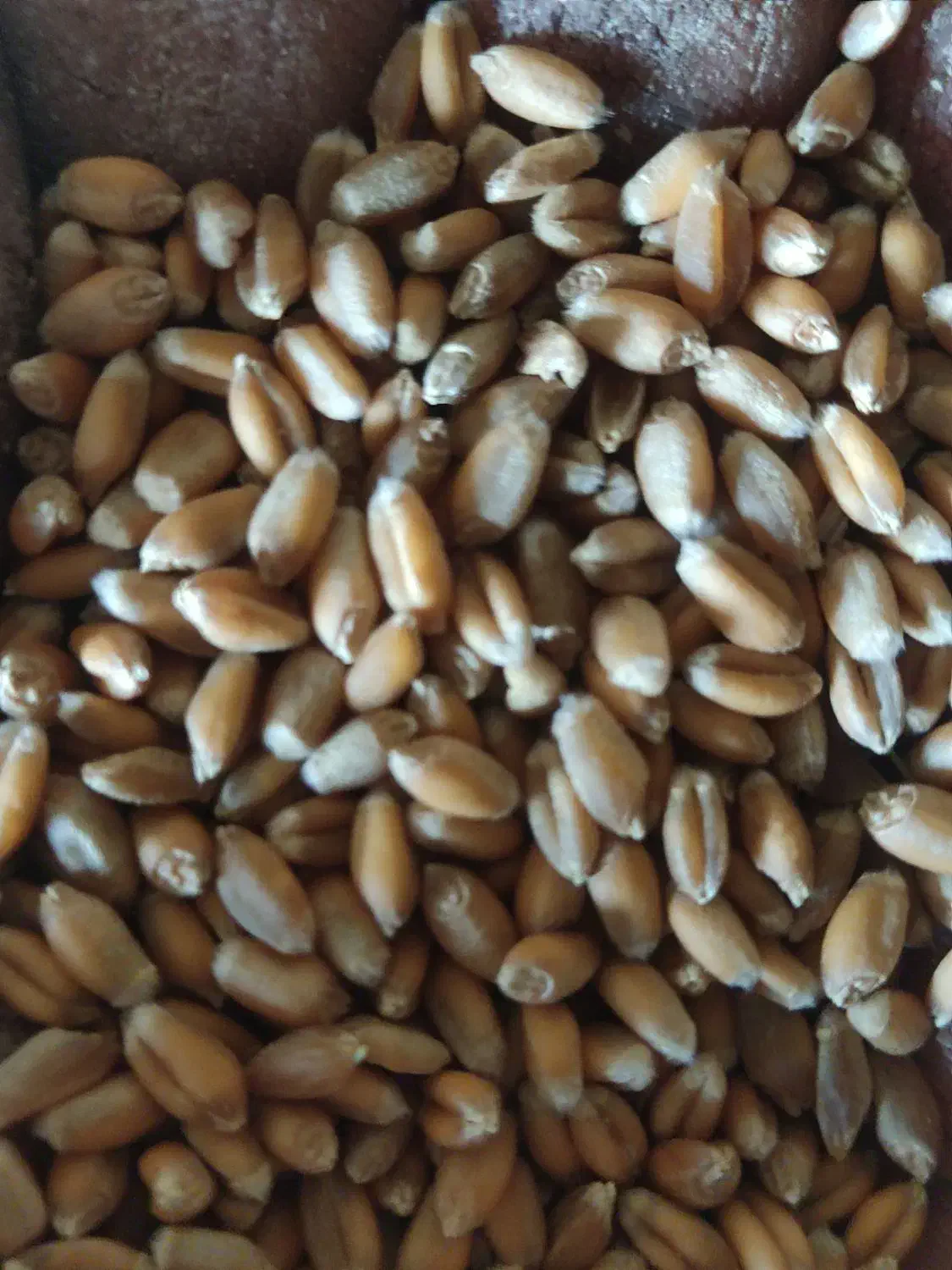 گندم بذری خارجی ادورا|خدمات باغبانی و درختکاری|نقده, |دیوار