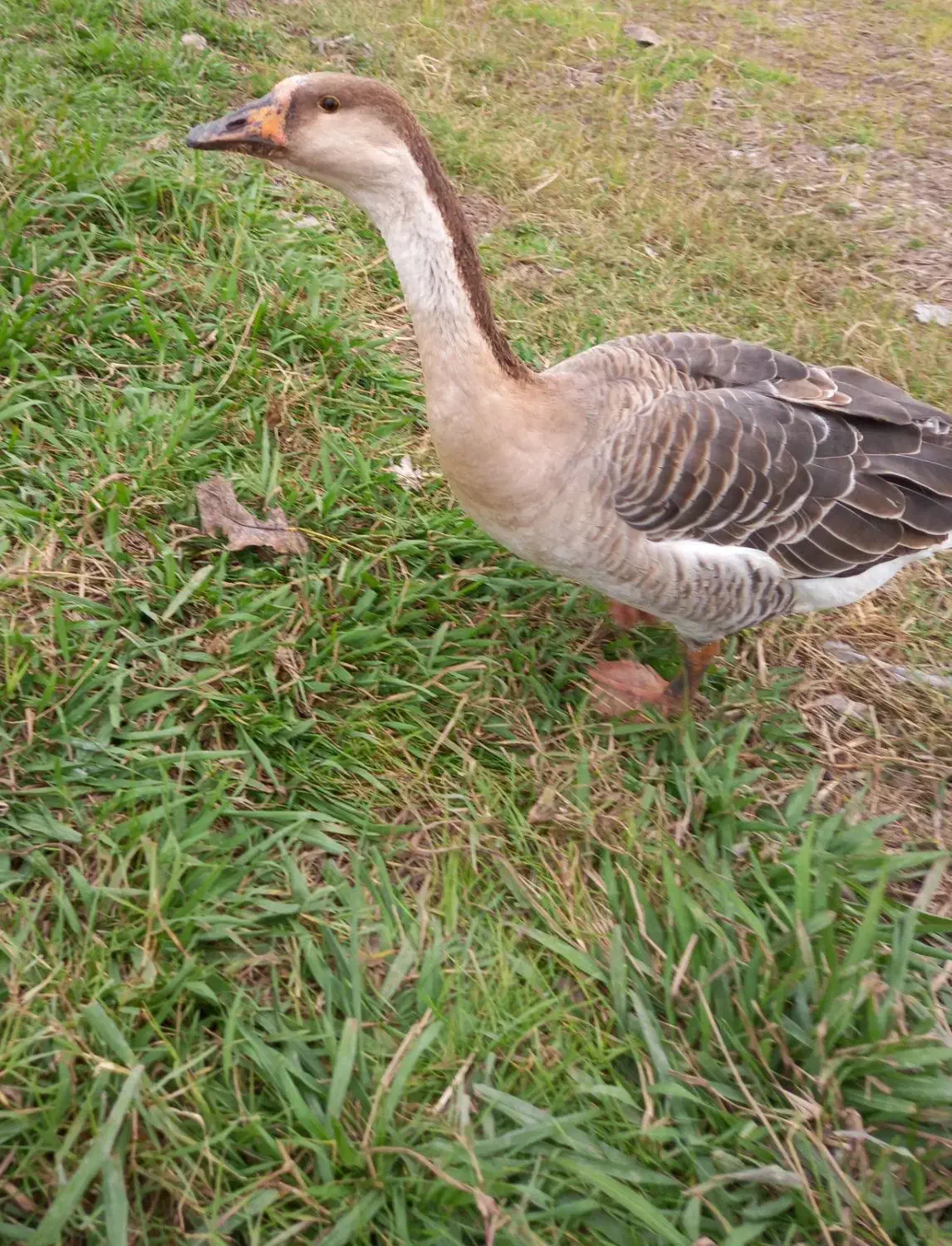 غاز قو|حیوانات مزرعه|رشت, بازار|دیوار