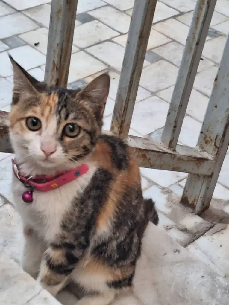 گربه گم شده|گربه|میبد, |دیوار