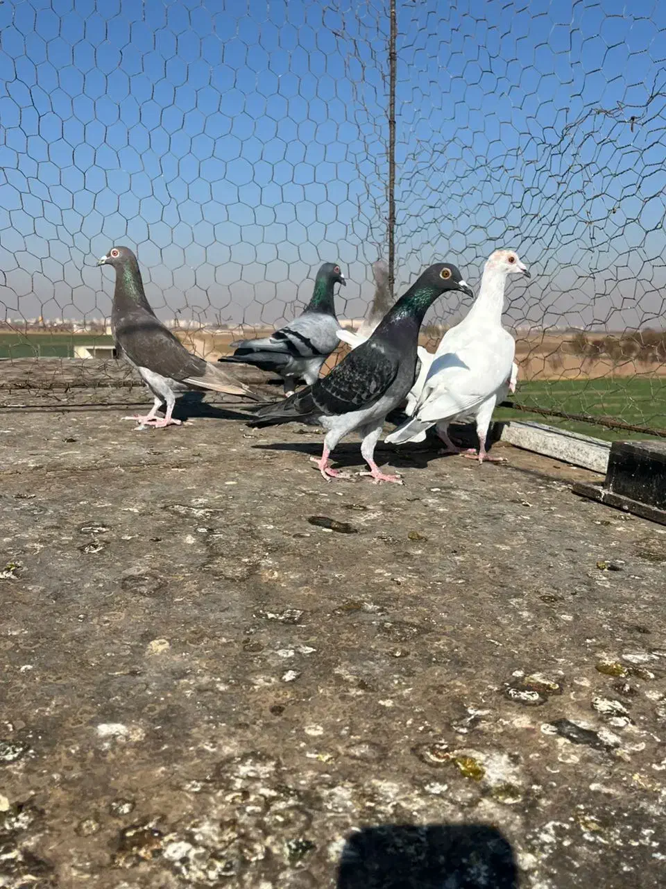 کبوترخطی|پرنده|اقبالیه, |دیوار