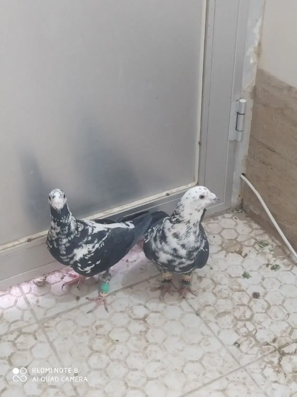 سوسکی بزک|پرنده|تربت‌حیدریه, یحیی آباد|دیوار