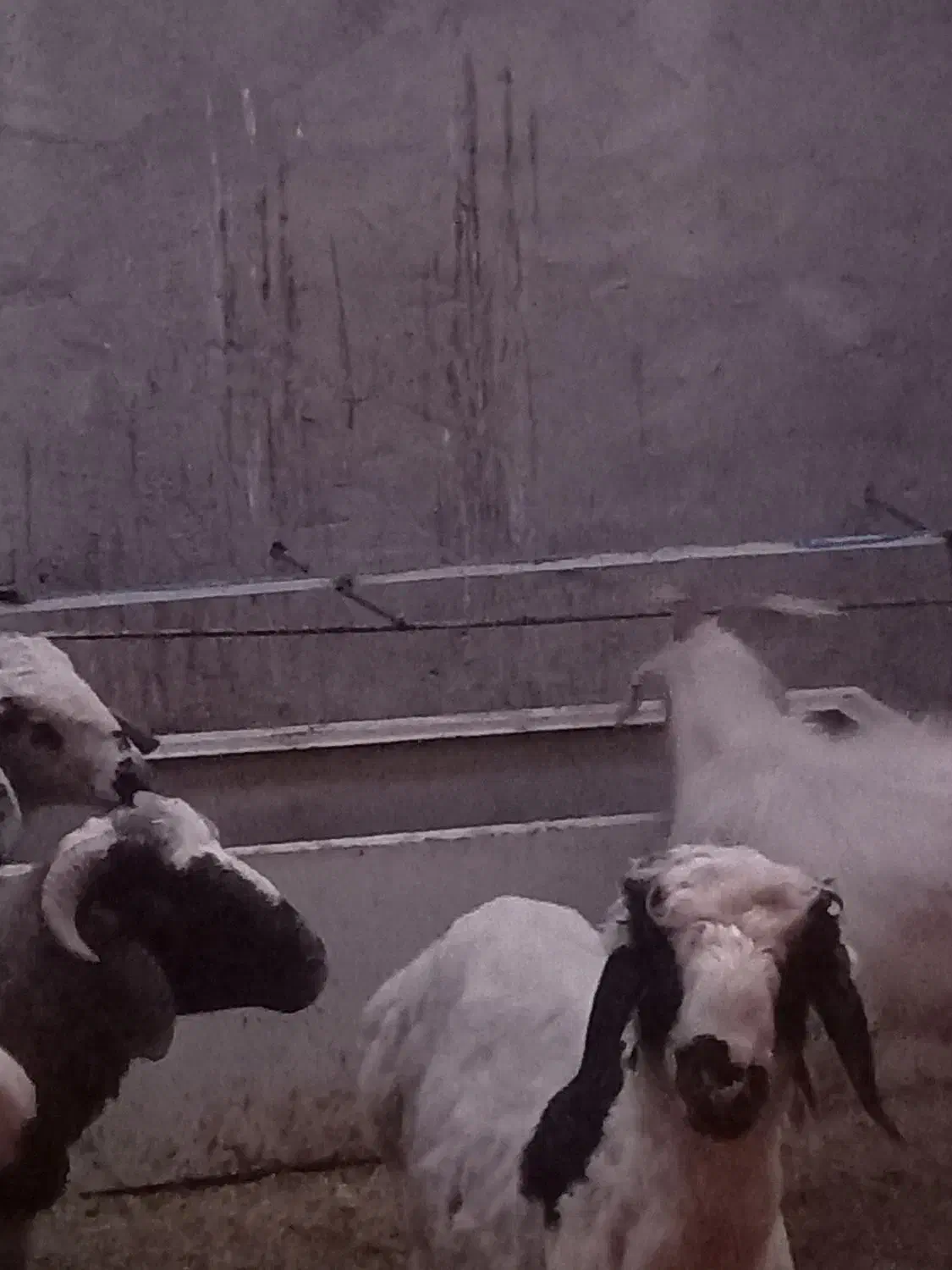 کره نر سانن|حیوانات مزرعه|کرمان, |دیوار