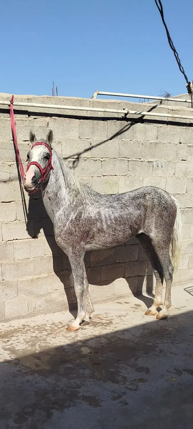 نریون|اسب و تجهیزات اسبسواری|دزفول, |دیوار