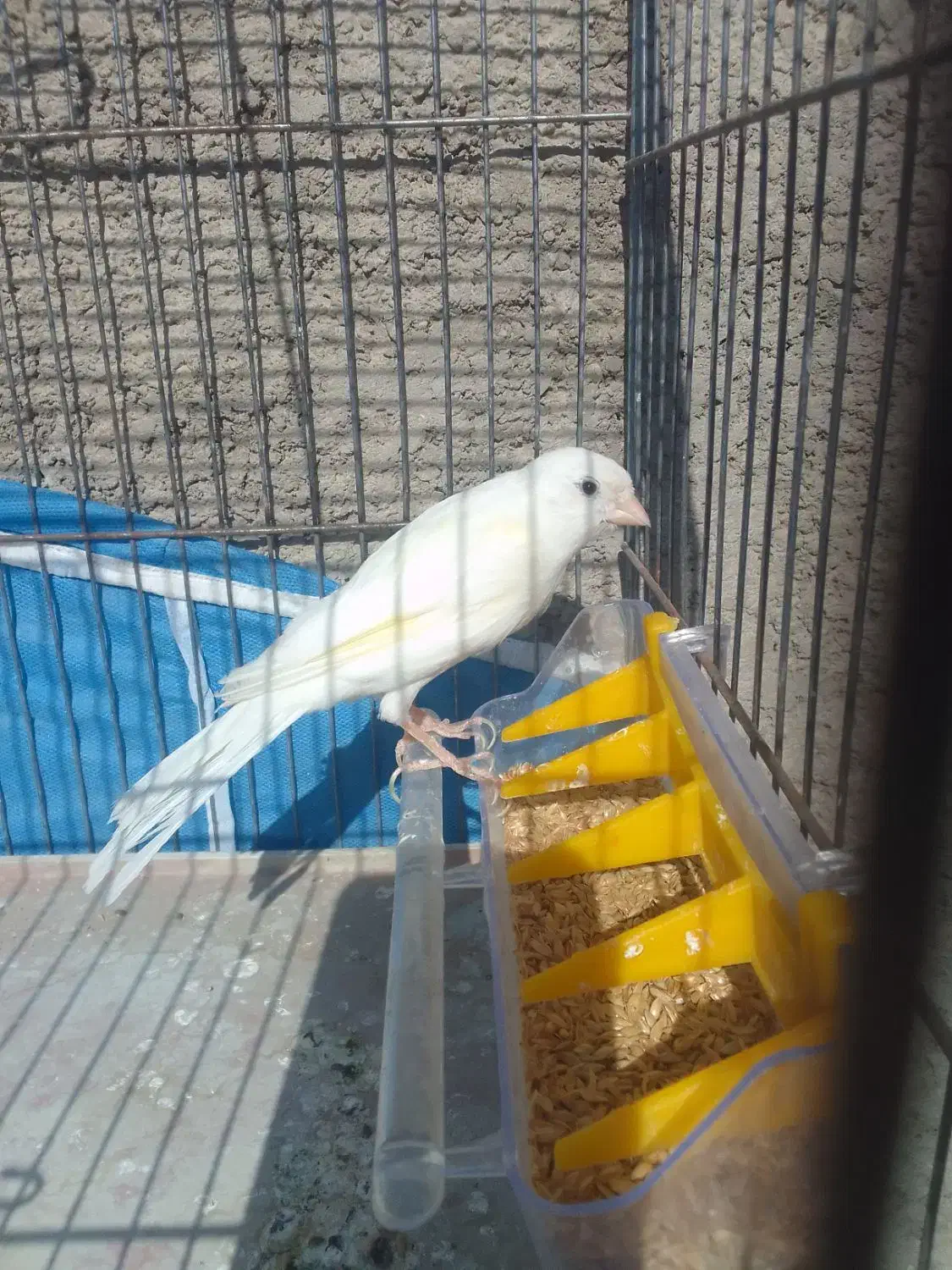 قناری دهن زن|پرنده|شیراز, کوشک میدان|دیوار