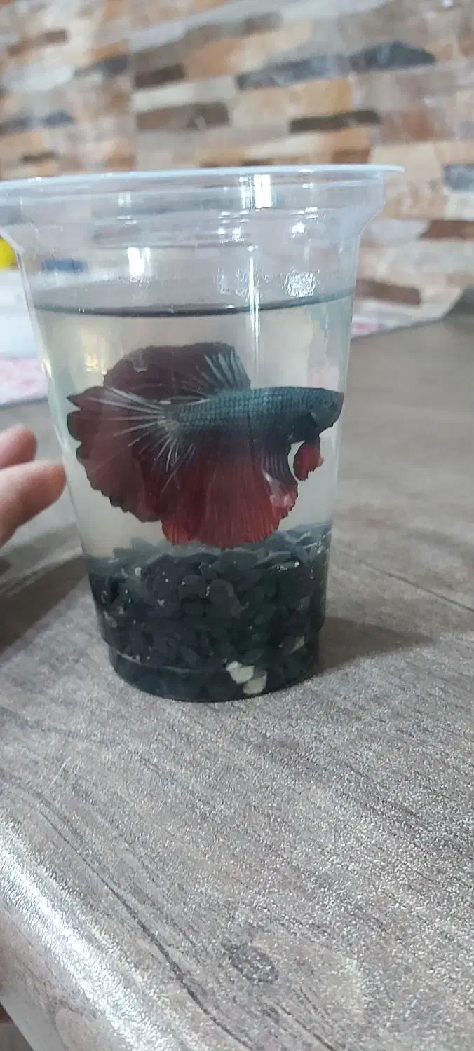 فایتر گرید(A)وارداتی|ماهی|اسلام‌شهر, شهرک مفیدی|دیوار