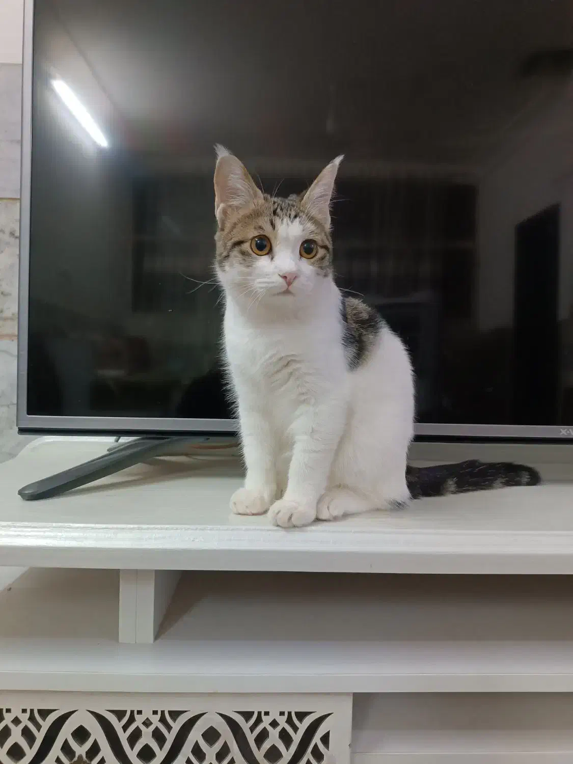 گربهdsh|گربه|بیرجند, |دیوار