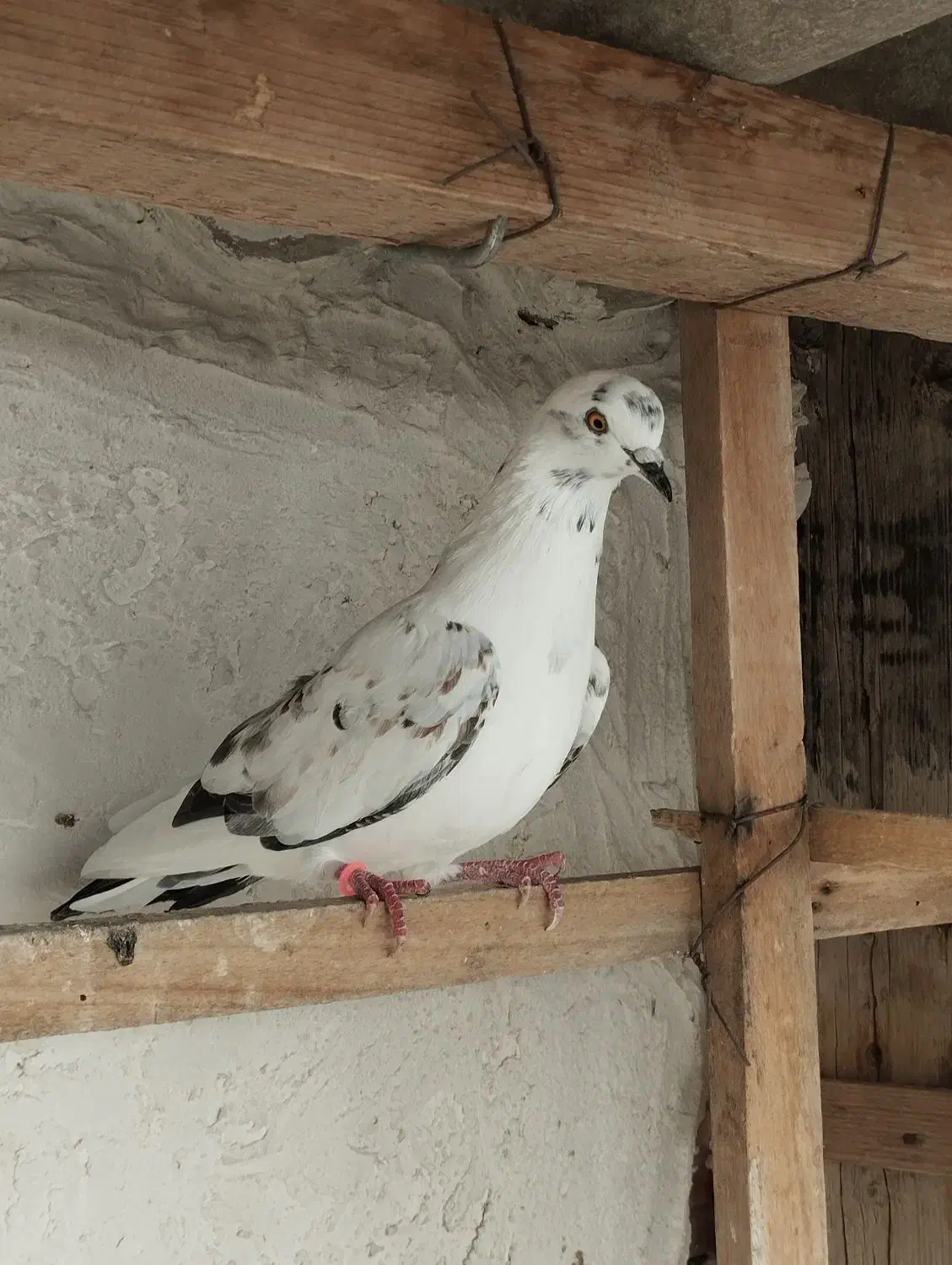 تعدادی کبوتر پرشی کفتر جوجه|پرنده|بندر ترکمن, |دیوار