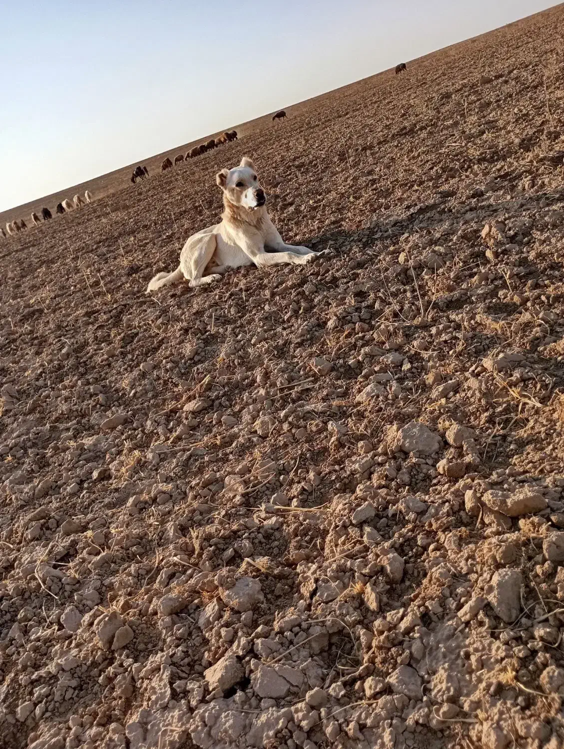 سگ گله|سگ|رضویه, |دیوار