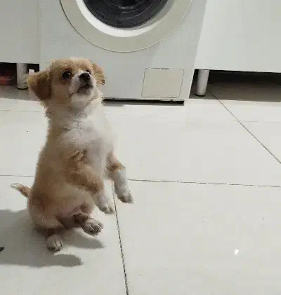 توافقی|سگ|تهران, نیروی هوایی (پیروزی)|دیوار