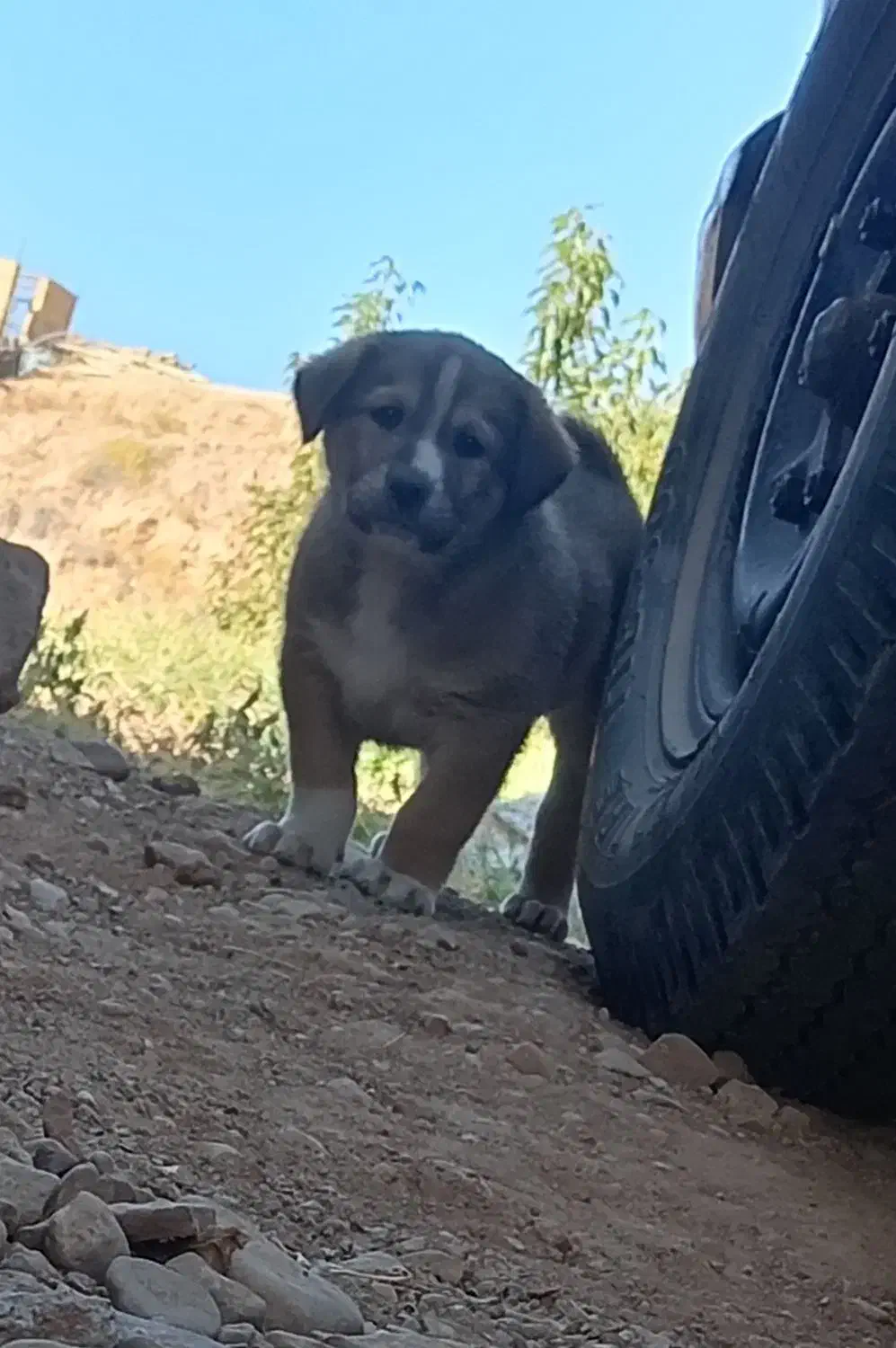 توله سگ|سگ|اسفراین, |دیوار