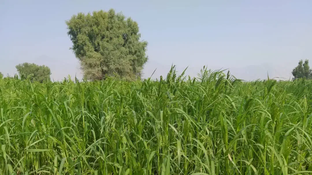 اجاره زمین کشاورزی|اجارهٔ دفتر صنعتی، کشاورزی، تجاری|چاه مرید, |دیوار