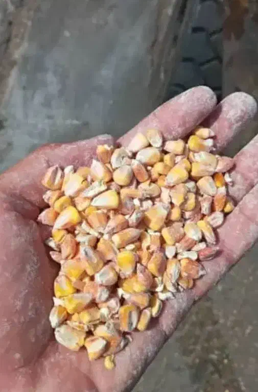 جو وارداتی دامی|عمده‌فروشی|شیروان (خراسان), |دیوار