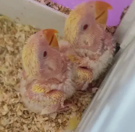 ۲ عدد جوجه طوطی برزیلی سرلاکی رنگ زرد ۲۰ روزه|پرنده|فردیس, قریشی|دیوار