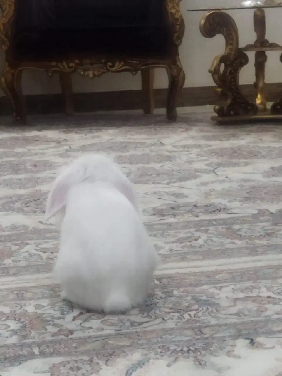 خرگوش مینی لوپ|موش و خرگوش|فردیس, سپید دشت|دیوار