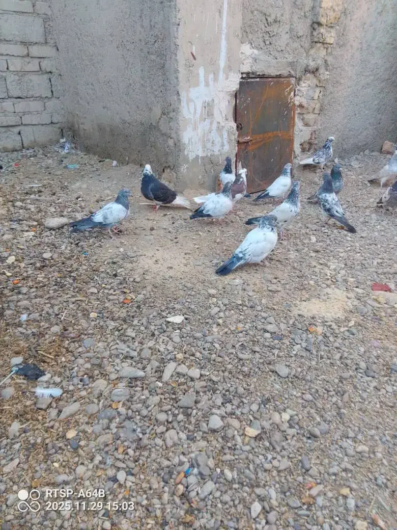 بلو|پرنده|ایرانشهر, |دیوار