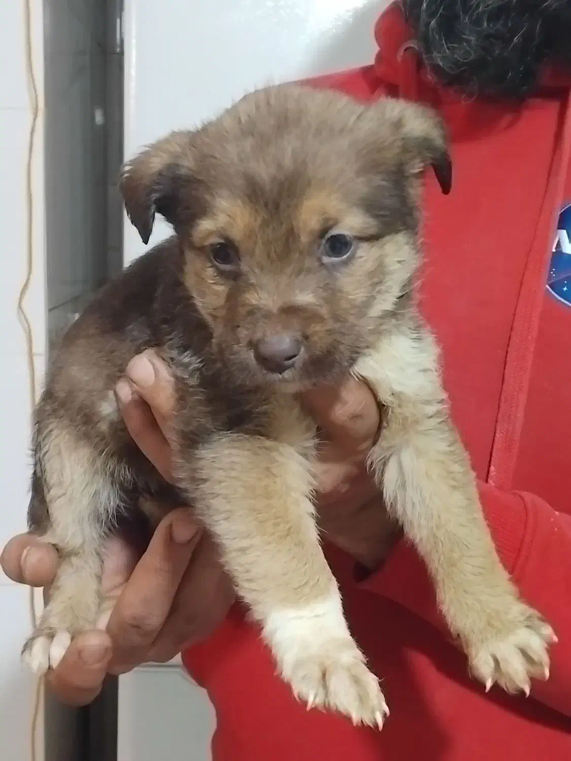 واگذاری پت هایه پاکوتاه ومینیاتوری|سگ|تهران, شهرک آپادانا|دیوار