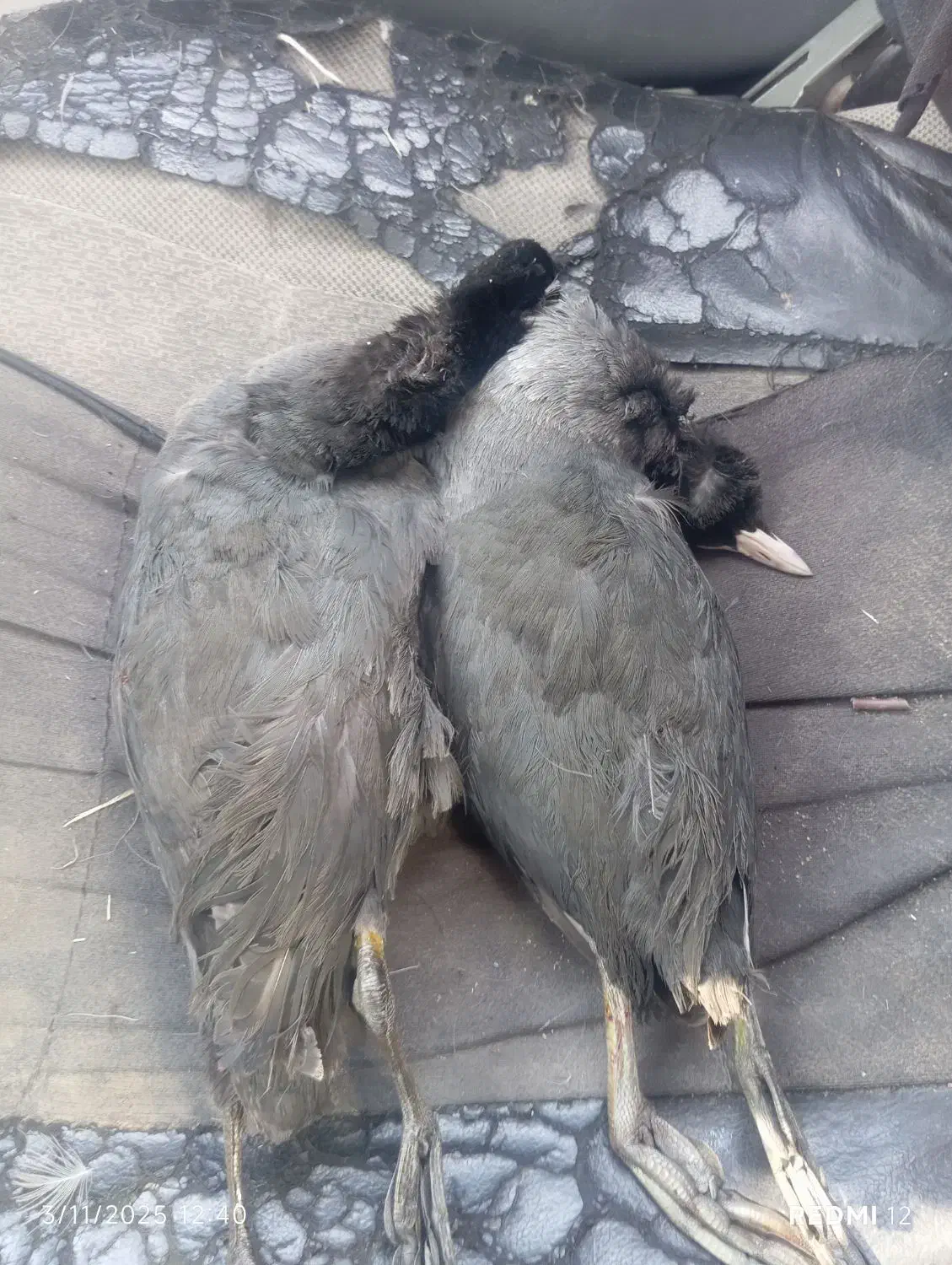 طیره حره|پرنده|کارون, |دیوار