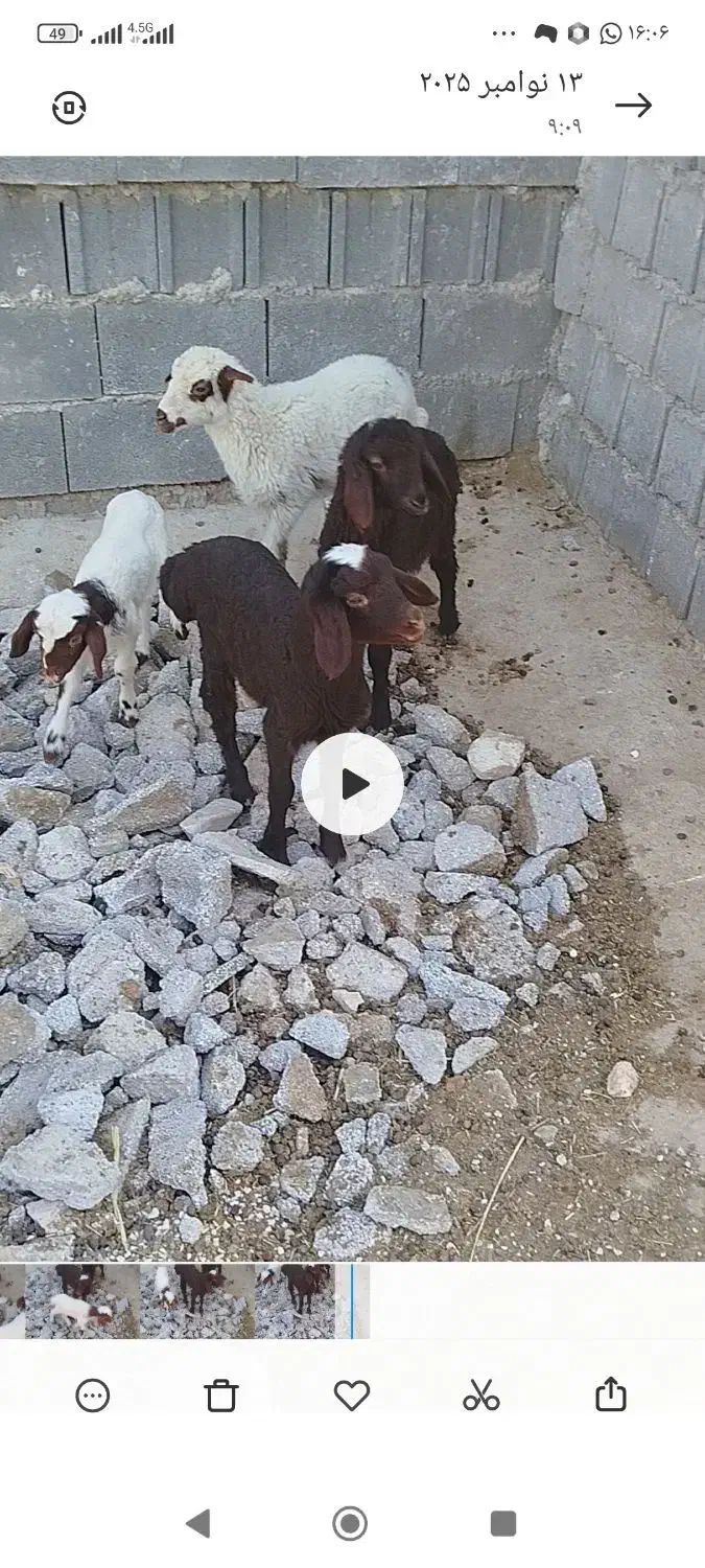 بره|حیوانات مزرعه|سرپل ذهاب, |دیوار