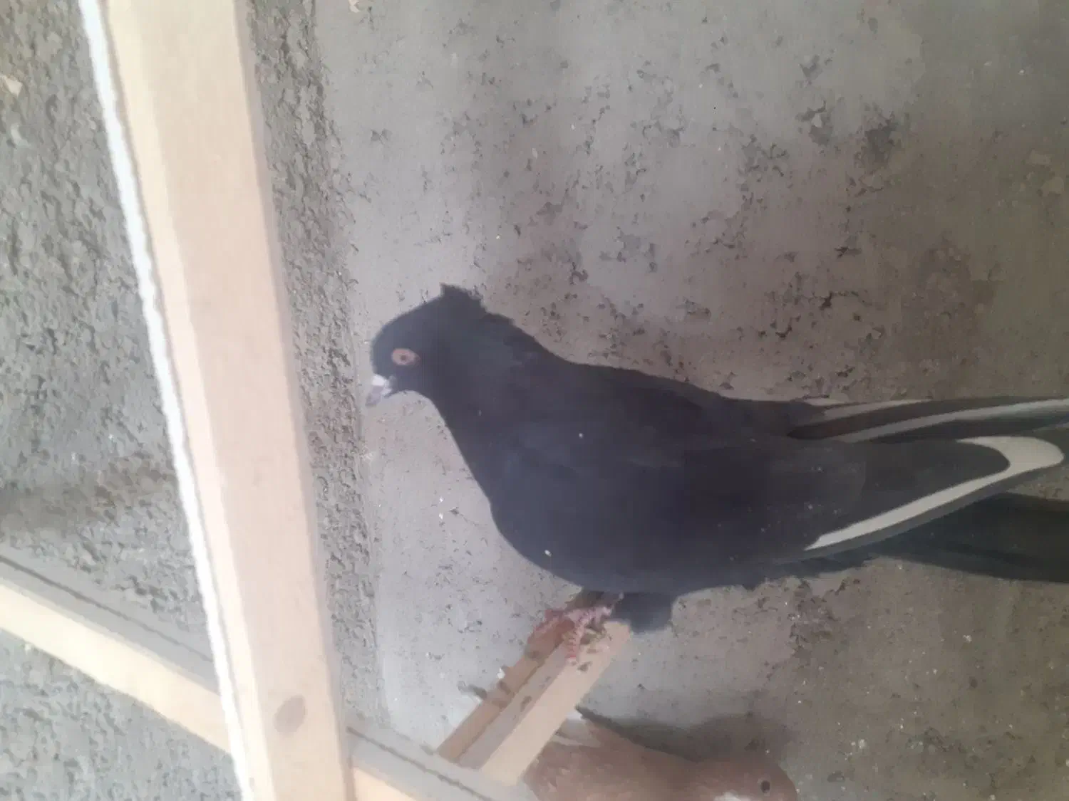 دم سیاه تهران|پرنده|قزوین, |دیوار