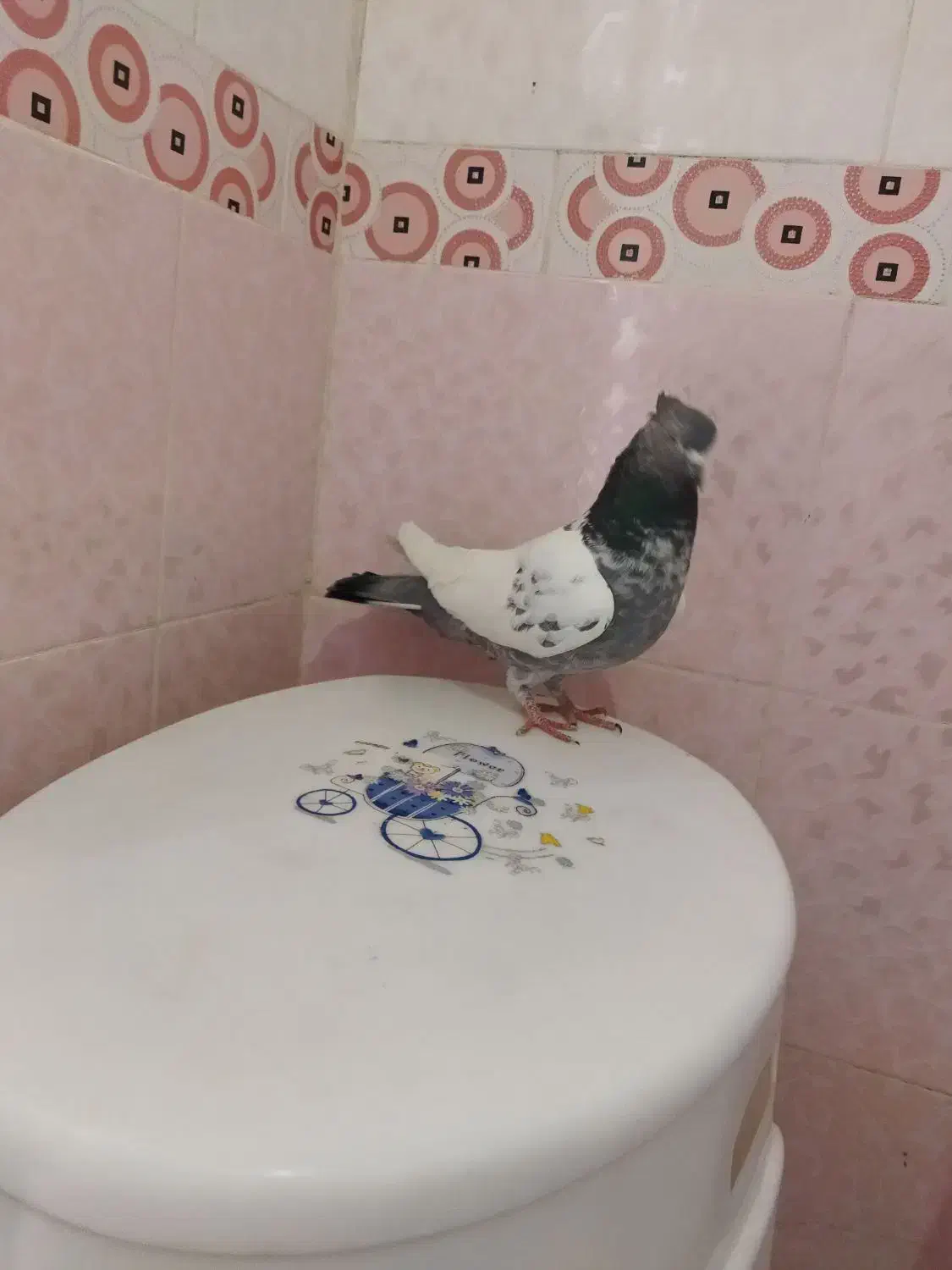 کفتر|پرنده|شیراز, کوشک میدان|دیوار